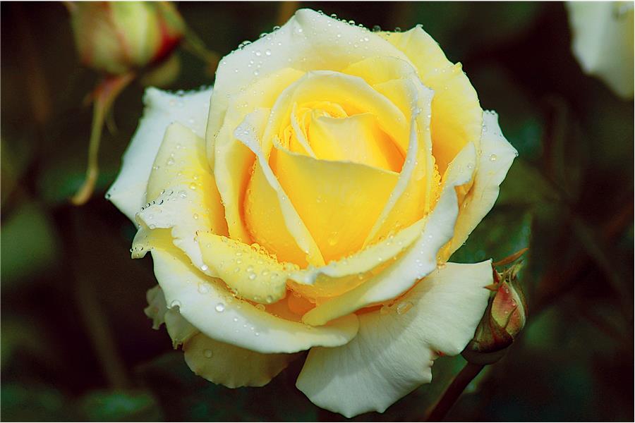 HYBRID TEA